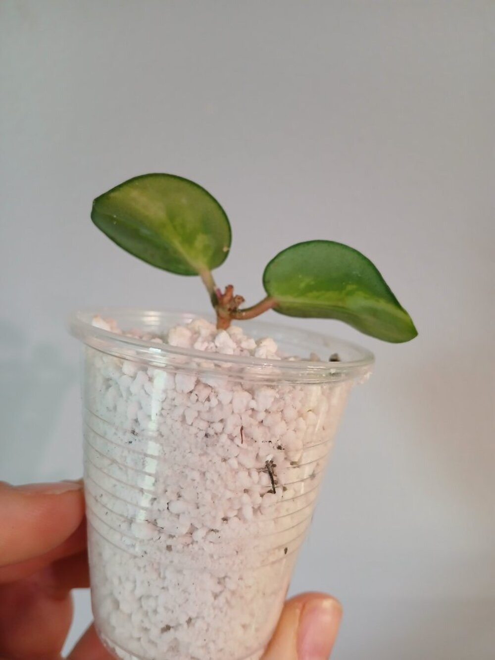 Hoya Mathilde Varigated-SOLD, cross listed - Picture 2 of 8